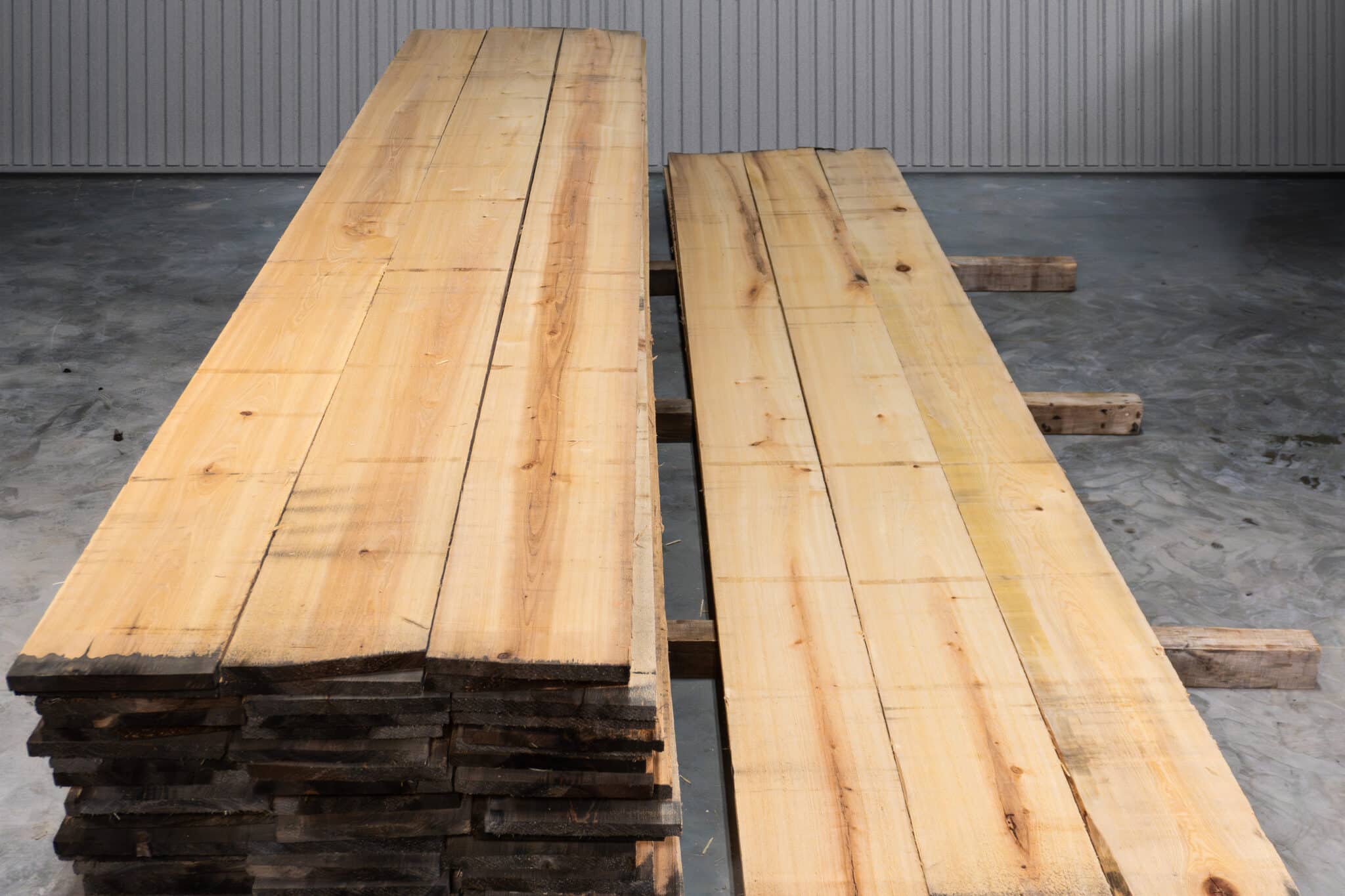 12" 2 Common American Cypress 02
