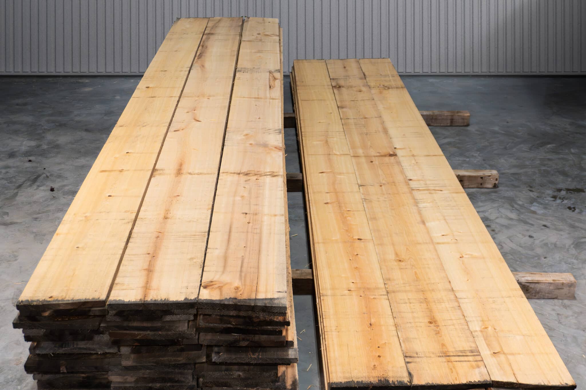 12" 2 Common American Cypress 03