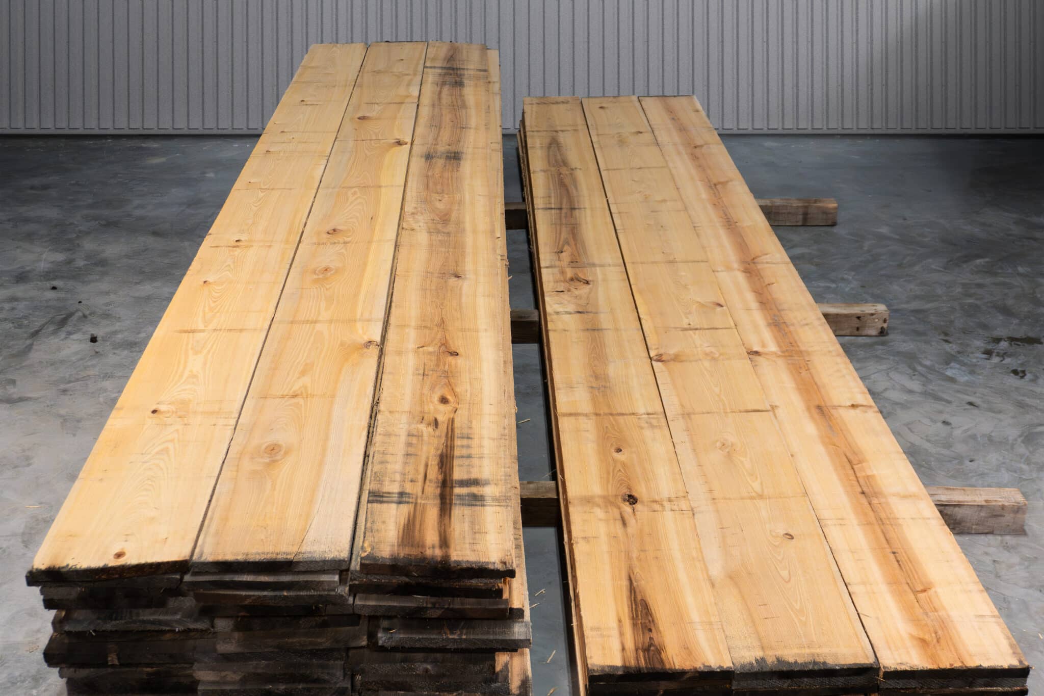 12" 2 Common American Cypress 04