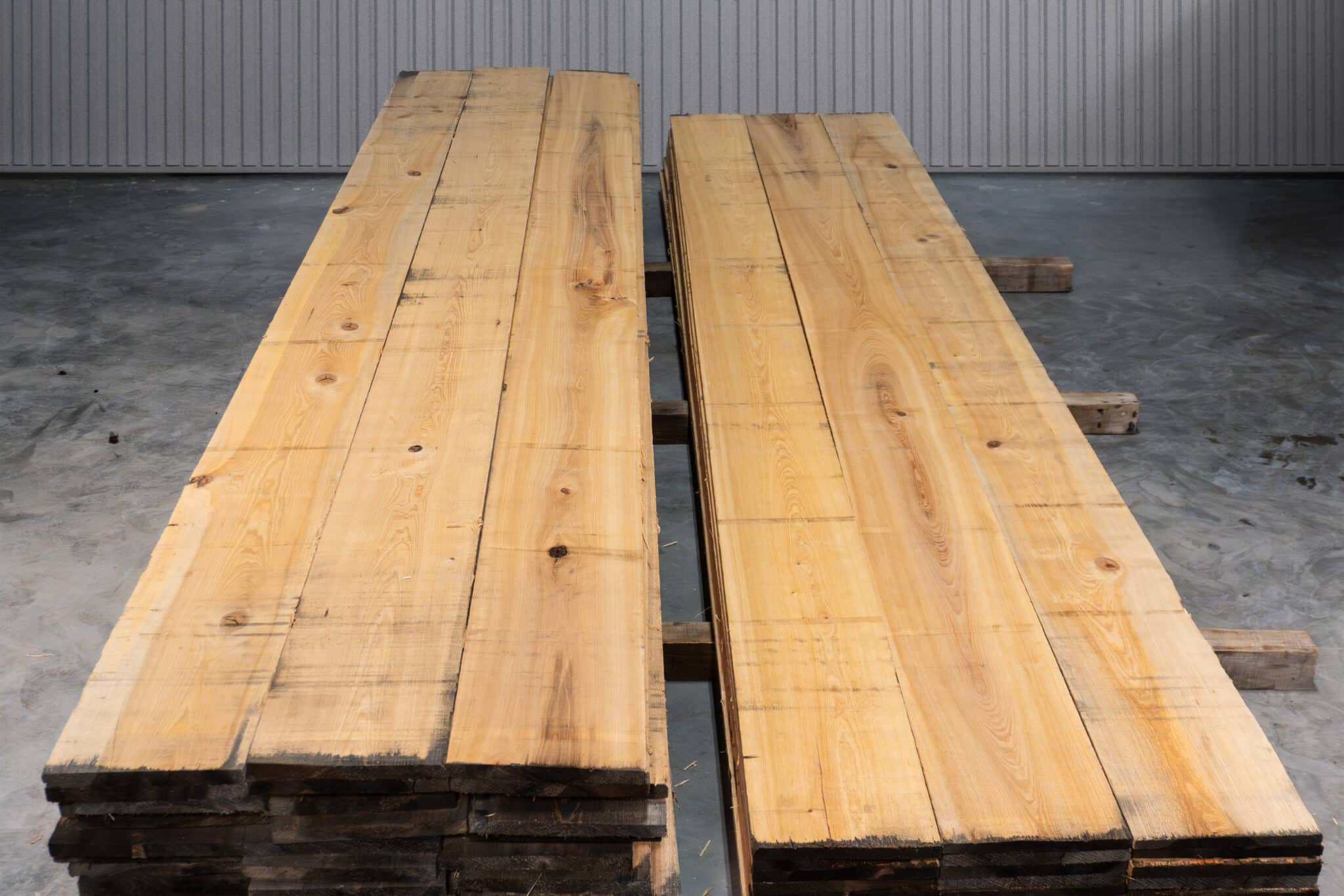 12" 2 Common American Cypress 05