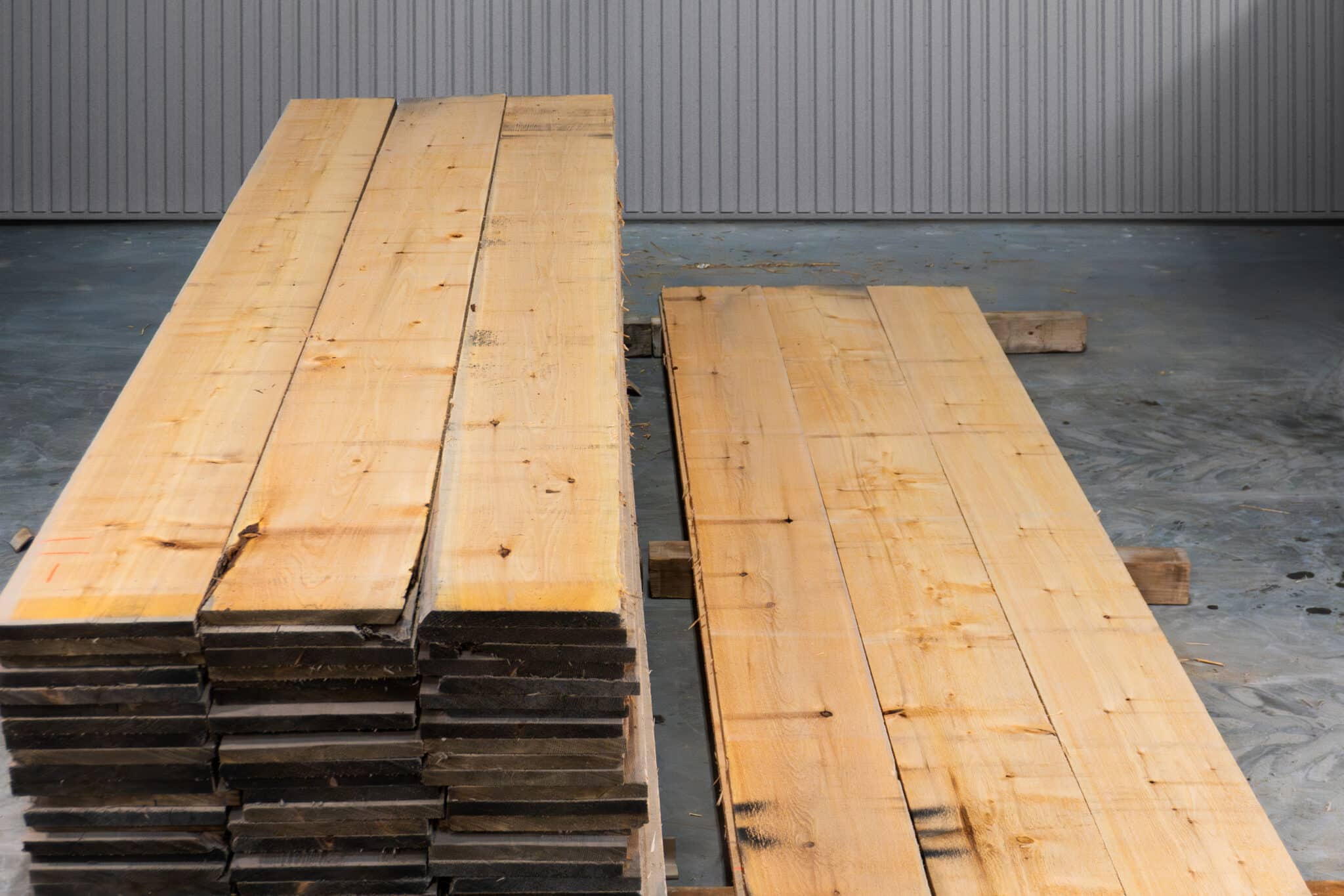 12" STK American White Cedar - 01