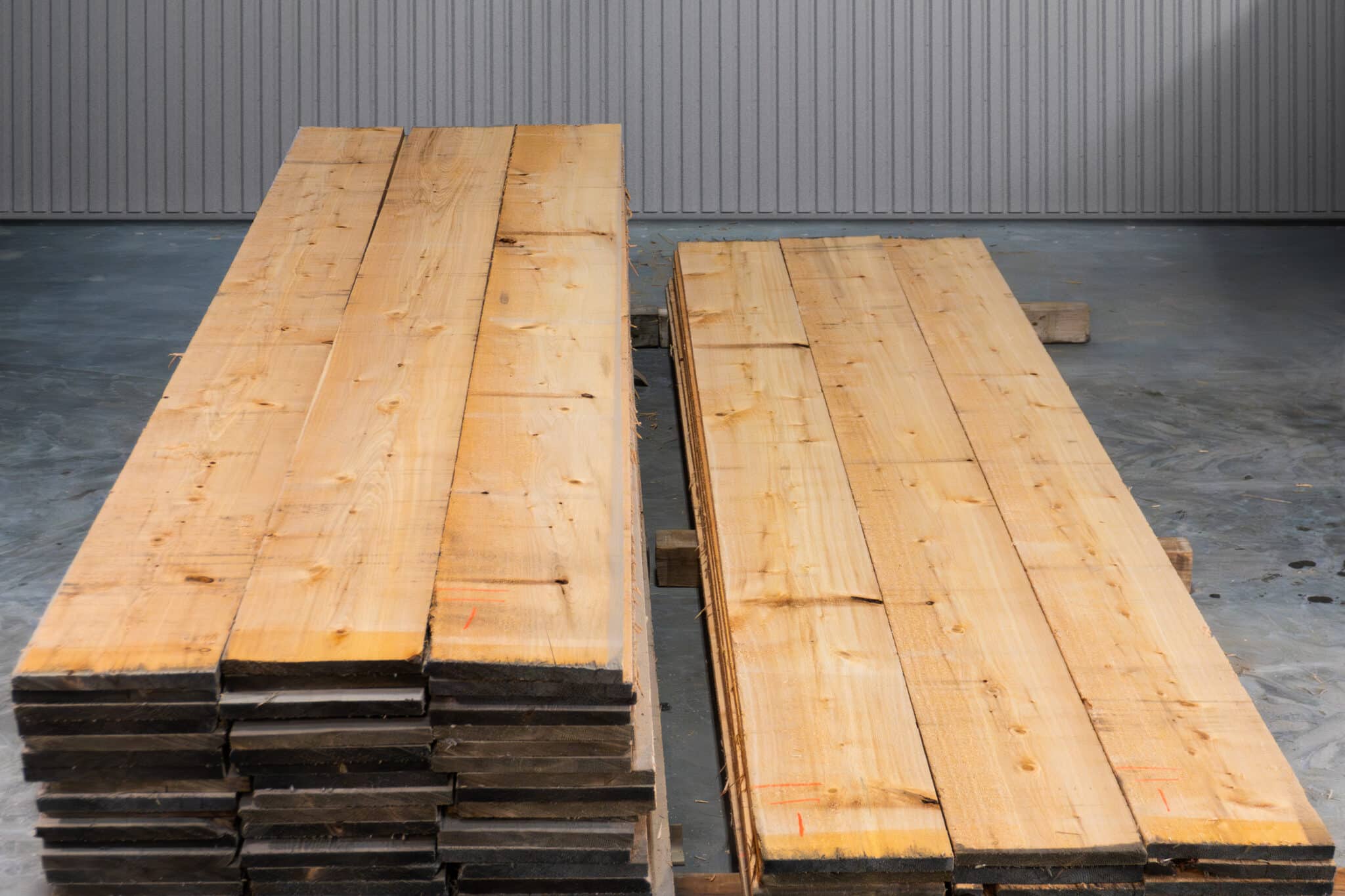 12" STK American White Cedar - 03