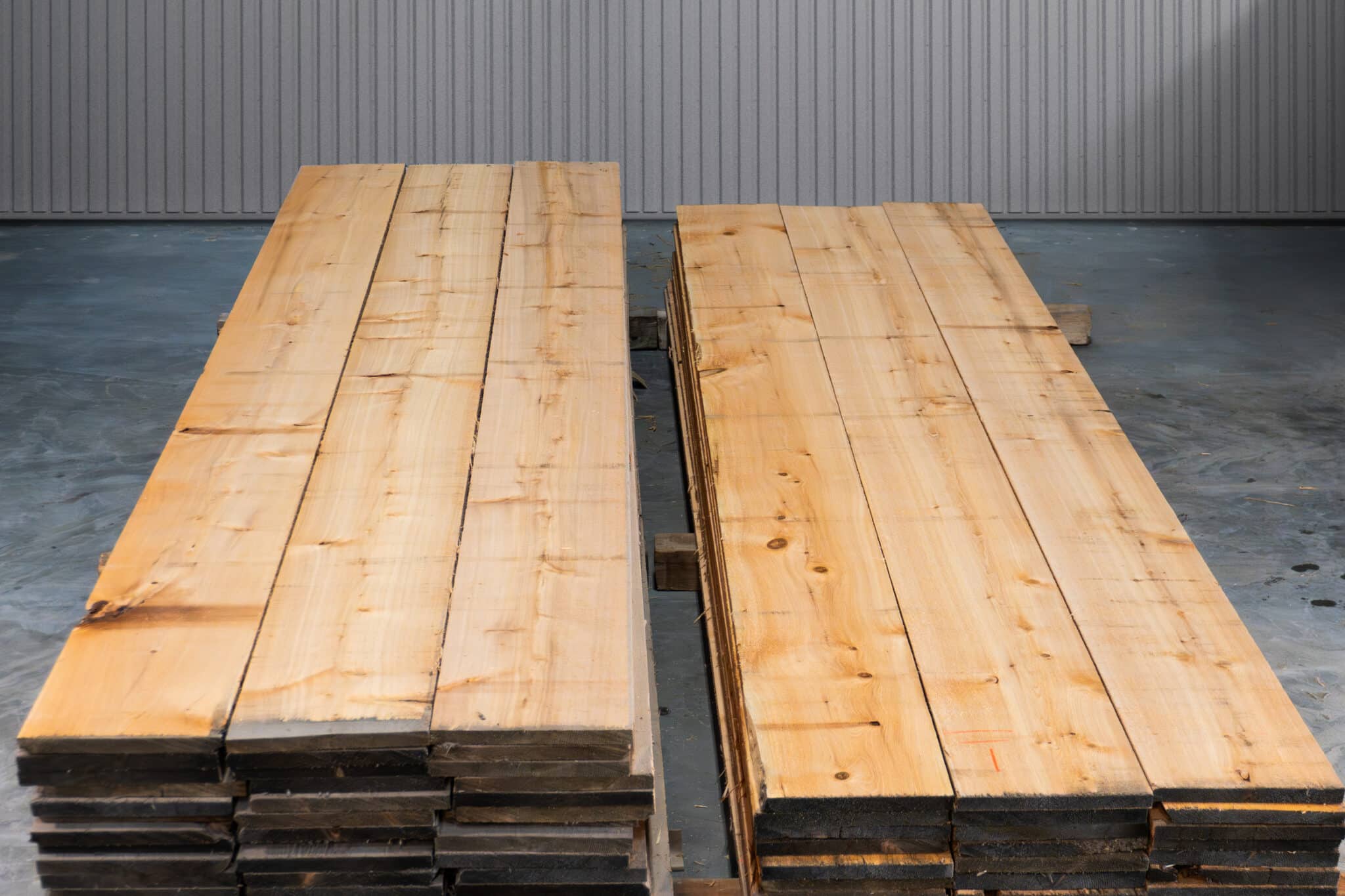 12" STK American White Cedar - 05
