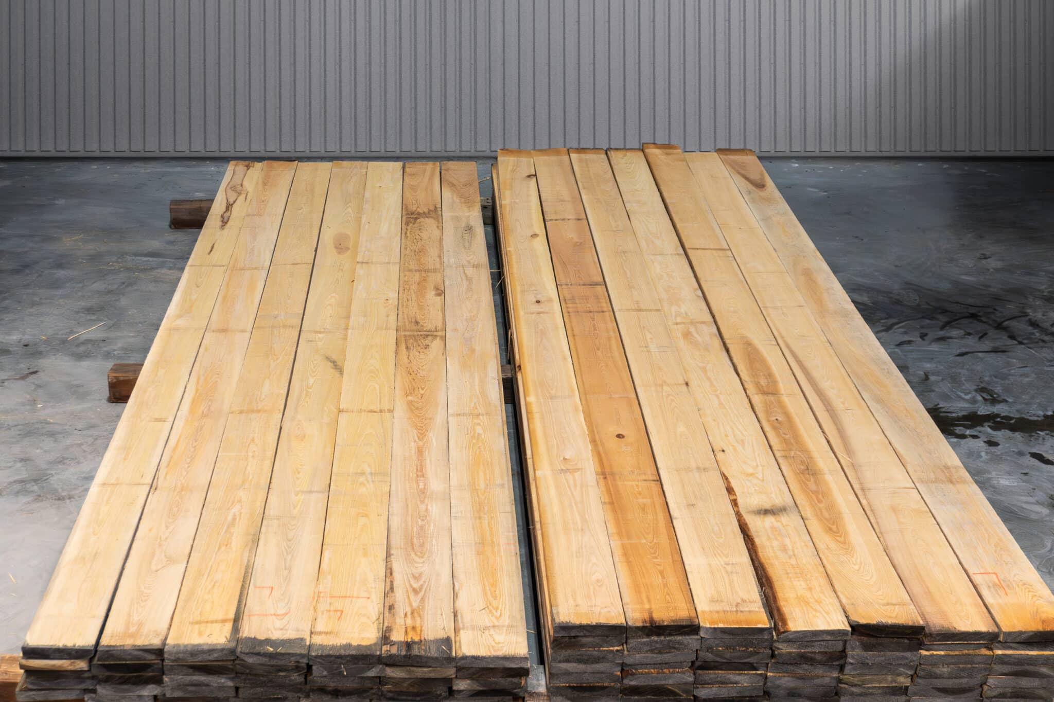 6" Select American Cypress 04