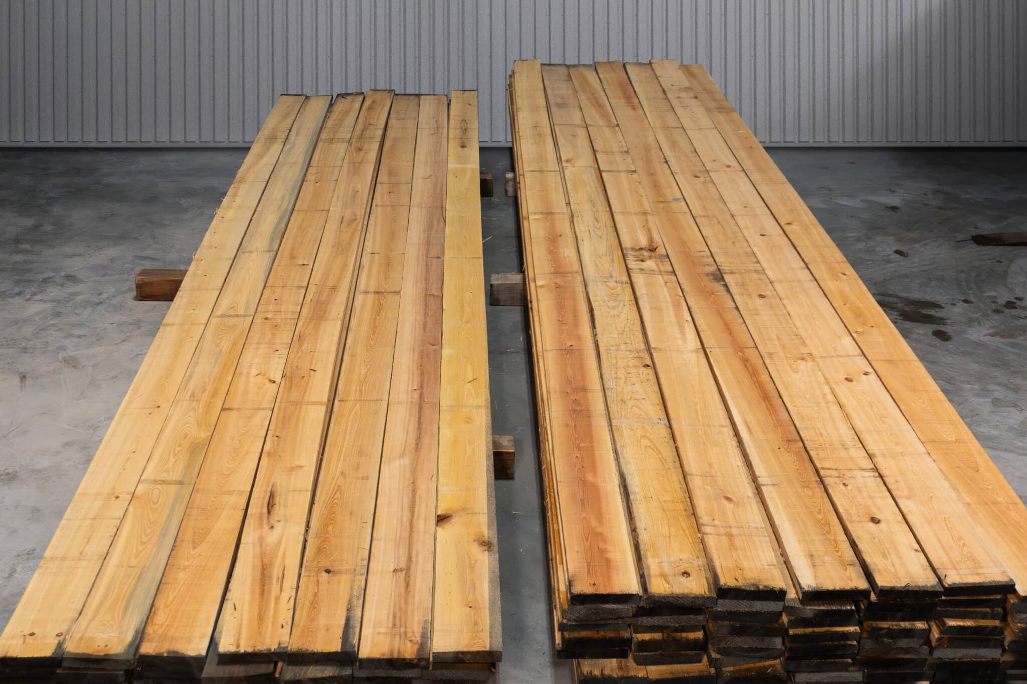 6" 2 Common American Cypress 05