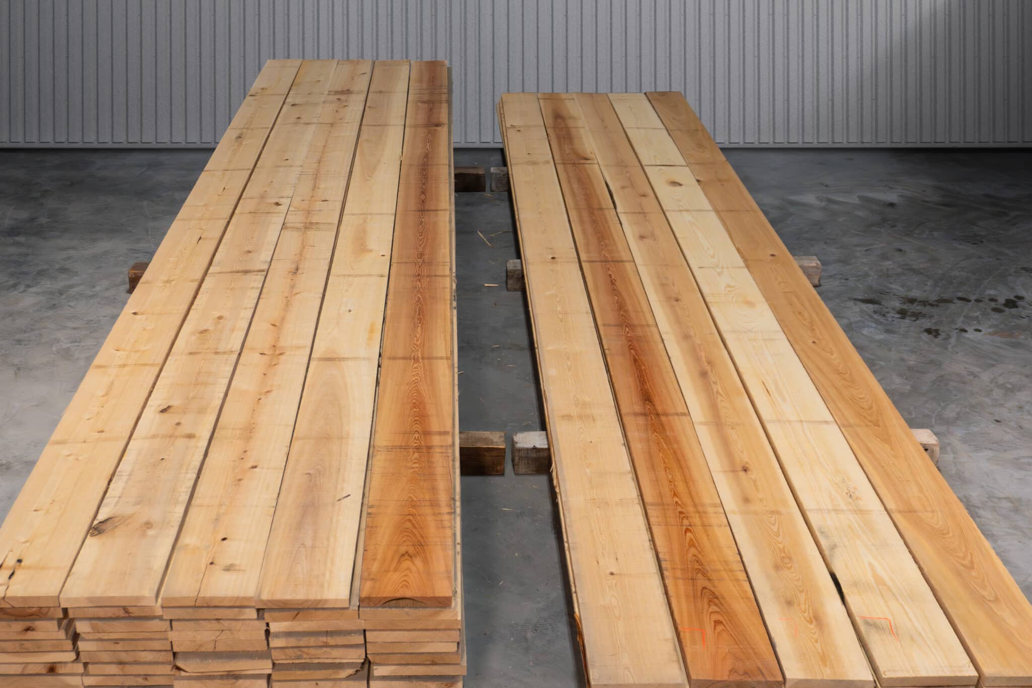 8" 2 Common American Cypress 02